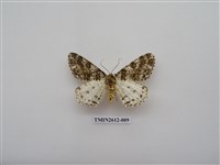 藏品(尺蛾129)的圖片